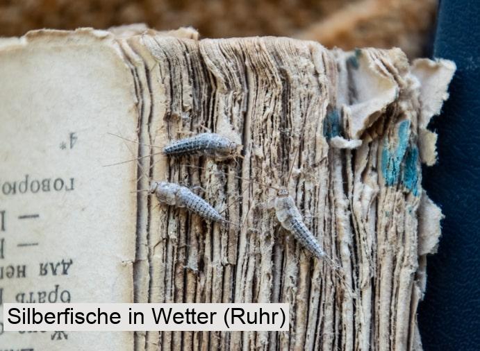 Silberfische in Wetter (Ruhr)